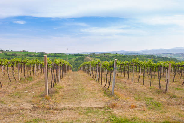 istock Agricultural field with wine vines 983458232