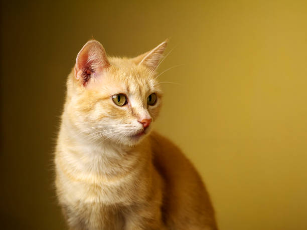 istock ginger cat portrait in three quarters with copy space 983462370