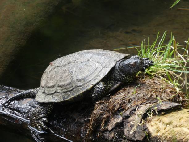 istock wild turtle in a pond in the water 983465062