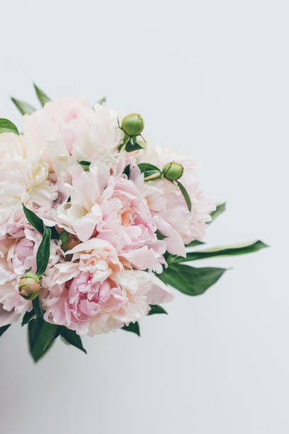 istock top view of light pink peony bouquet on white 983474240
