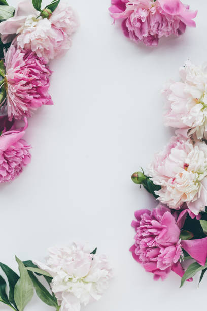istock top view of pink peony blooming on white with copy space 983474870