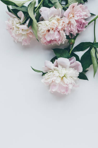 istock top view of light pink peonies with leaves on white 983474942