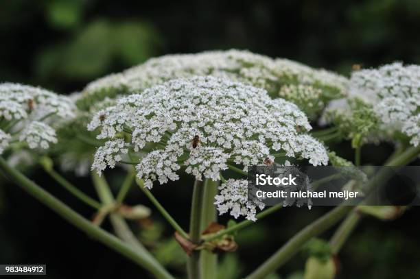Heracleum Sphondylium Commonly Known As Hogweed Common Hogweed Or Cow Parsnip Stock Photo - Download Image Now