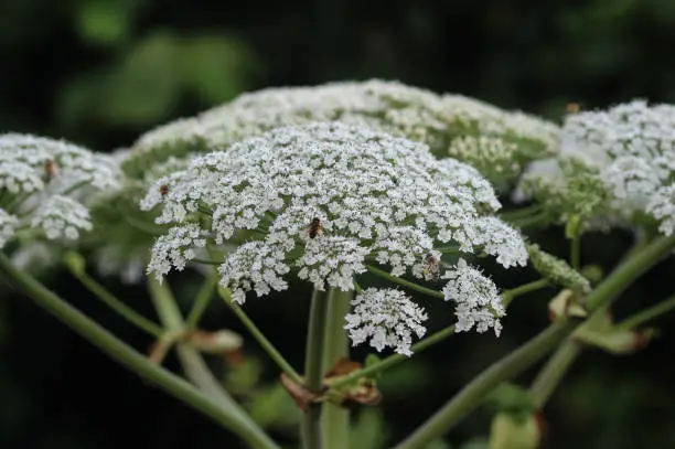 close up of hogweed flower blooming
