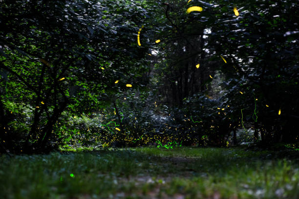 istock Fireflies in the woods, moonlight 983489516