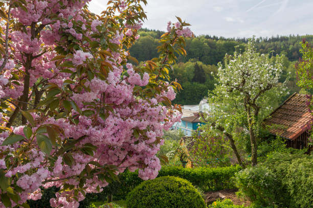 istock Blooming cherry-tree with a blooming apple tree and forest in background 983490262