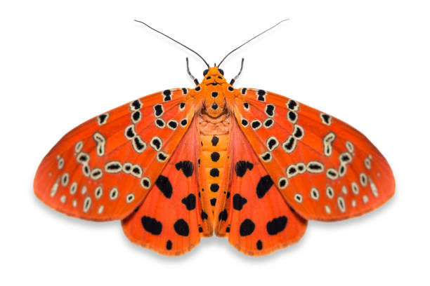 istock Crotalaria Podborer (Mangina argus) moth 983490960