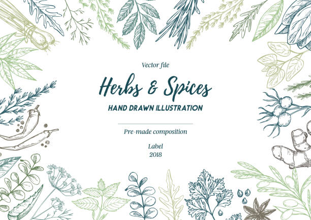 Hand drawn vector illustration. Frame with herbs and spices (sage, tarragon, ginger). Herbal pre-made composition. Perfect for menu, cards, prints, packing, leaflets Hand drawn vector illustration. Frame with herbs and spices (sage, tarragon, ginger). Herbal pre-made composition. Perfect for menu, cards, prints, packing, leaflets cooking borders stock illustrations