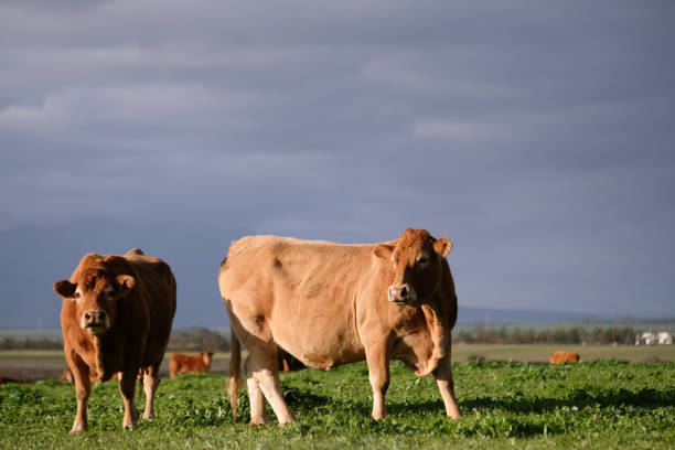 istock Cows grazing in the field 983502438