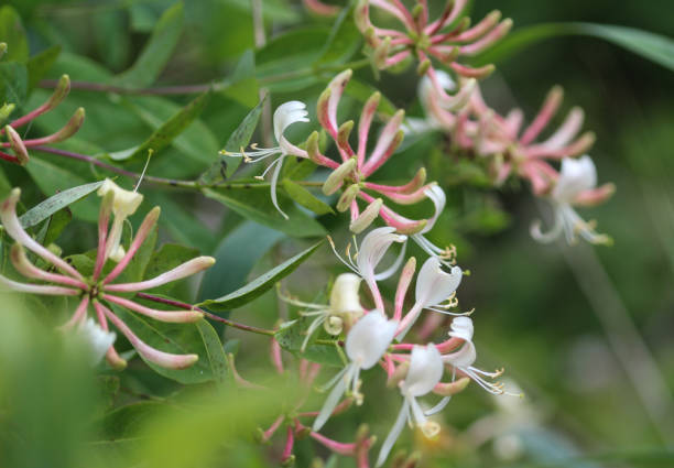 lonicera periclymenum fleurs, chèvrefeuille de noms communs, chèvrefeuille commun, chèvrefeuille européen ou woodbine, floraison en saison estivale - honeysuckle pink photos et images de collection