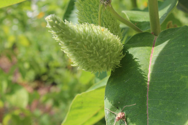 istock A single common milkweed seed pod growing on the stalk 983503012