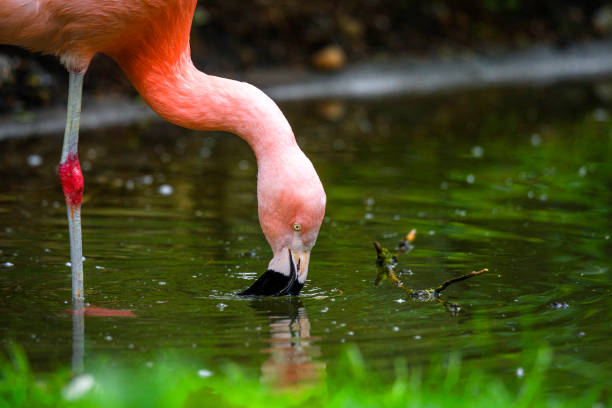 Pink flamingo drinking water from a pond stock photo