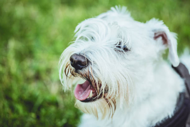 istock Beautiful white terrier dog enjoys a sunny day. 983517910