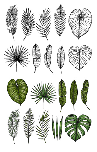 Palm leaves (monstera, areca, fan, banana). Hand drawn vector illustrations. Tropical design elements. Perfect for prints, posters, invitations, greeting cards etc
