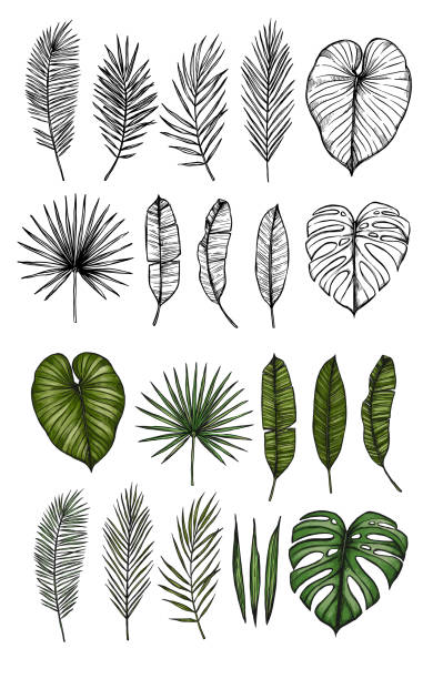Palm leaves (monstera, areca, fan, banana). Hand drawn vector illustrations. Tropical design elements. Perfect for prints, posters, invitations, greeting cards etc Palm leaves (monstera, areca, fan, banana). Hand drawn vector illustrations. Tropical design elements. Perfect for prints, posters, invitations, greeting cards etc areca palm tree stock illustrations