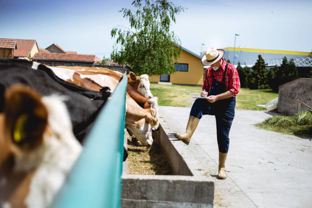 istock Farmer fooding and examining his herd 983521130