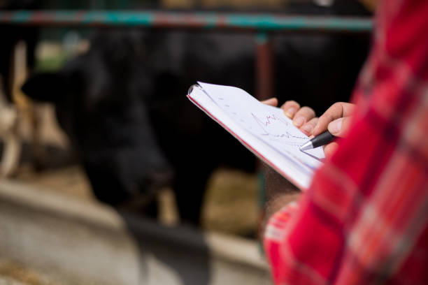 istock Farmer fooding and examining his herd 983521760