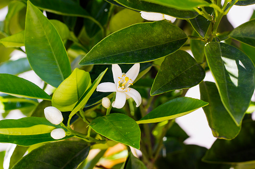 White lemon flower with bud blossoms on green tree