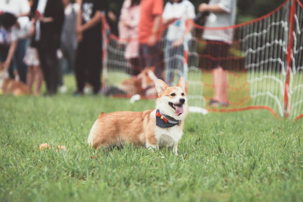 istock A Corgi dog is running on the grass 983531410