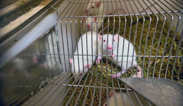 istock White laboratory mice animals with red eyes in cell 983536568