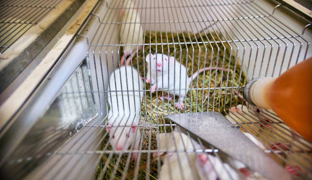 istock White laboratory mice animals with red eyes in cell 983536622