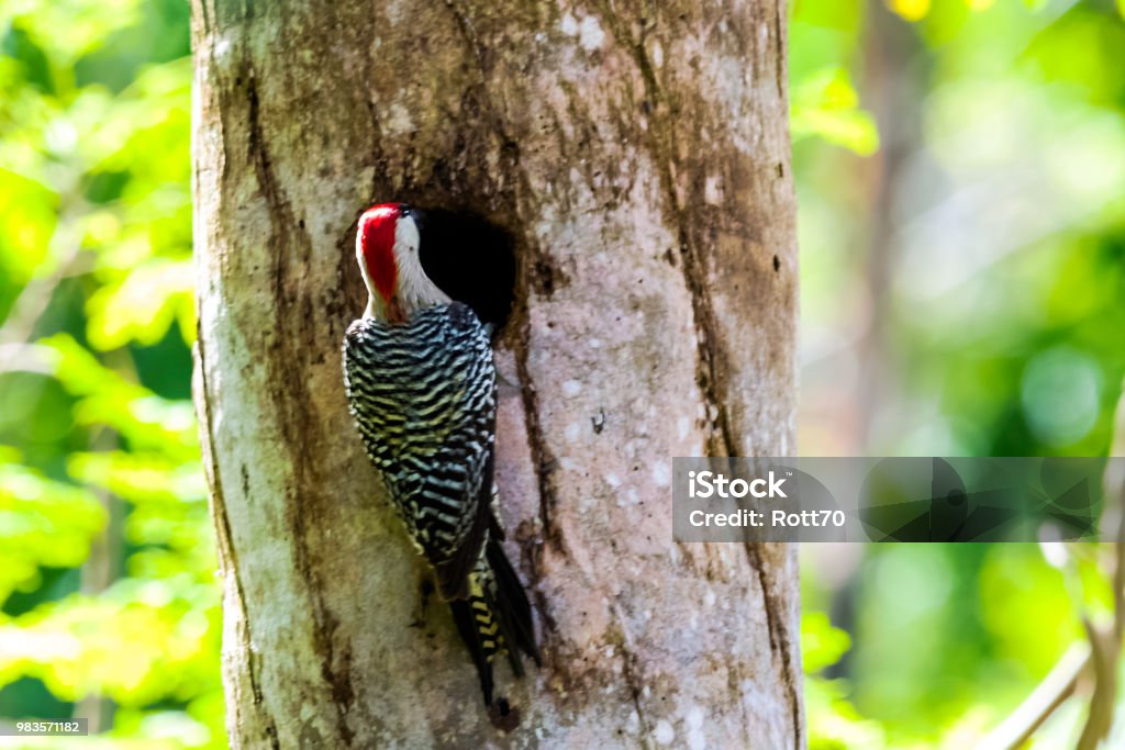 Cuban green woodpecker (Xiphidiopicus percussus) endemic to Cuba - Peninsula de Zapata National Park / Zapata Swamp, Cuba Animal Stock Photo