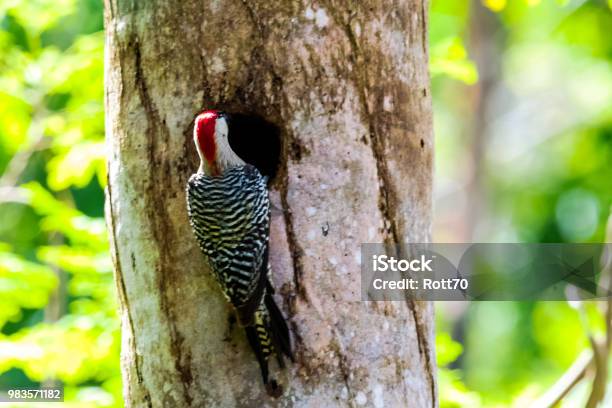 Cuban Green Woodpecker Endemic To Cuba Peninsula De Zapata National Park Zapata Swamp Cuba Stock Photo - Download Image Now