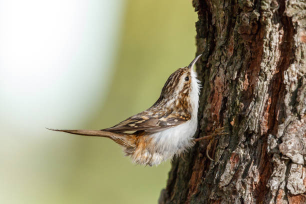 eurasian treecreeper (certhia familiaris) - bark bird warbler tree trunk imagens e fotografias de stock