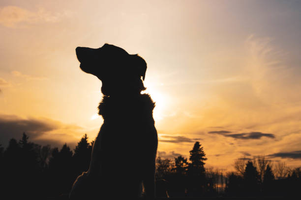 istock silhouette of a k9 983575942