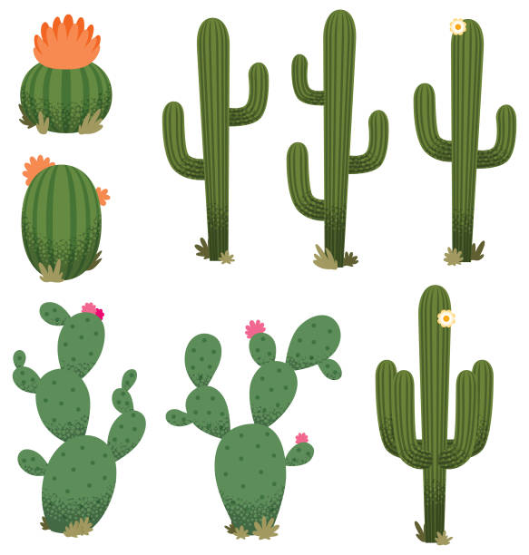ilustraciones, imágenes clip art, dibujos animados e iconos de stock de dibujos animados de cactus - cactus