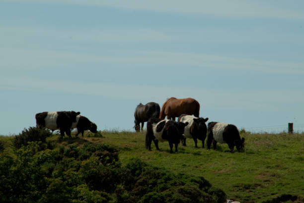 Ayrshire cattle and horses Image of a small herd of banded Ayrshire cattle and horses ayrshire cattle photos stock pictures, royalty-free photos & images