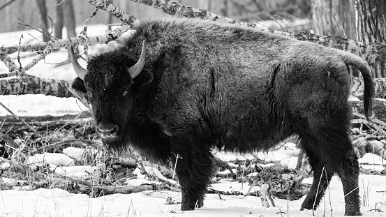 A black and white photo of a plains bison