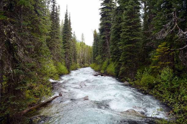 istock Wallowa Wittman National Forest 983585744