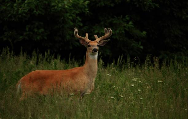 istock Whitetail Buck in Montana 983588838