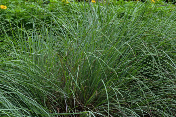 istock Little bluestem after the rain 983589160