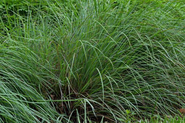 istock Little bluestem after the rain 983589198