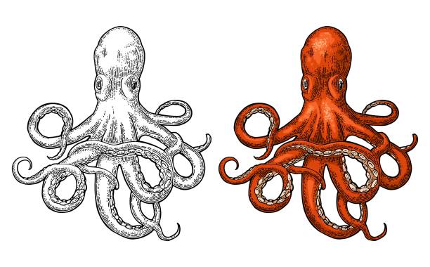 ilustraciones, imágenes clip art, dibujos animados e iconos de stock de octopus. monstruo del mar - octopus tentacle isolated white