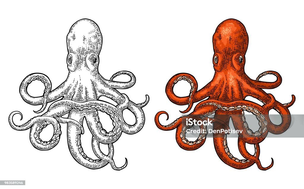 Octopus. Sea Monster Octopus. Vector color engraving vintage illustrations. Isolated on white background. Hand drawn design element for label and poster Octopus stock vector