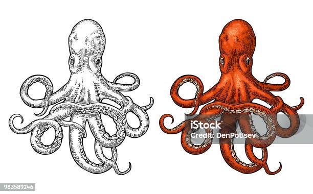 Octopus Sea Monster Stock Illustration - Download Image Now - Octopus, Tattoo, Illustration