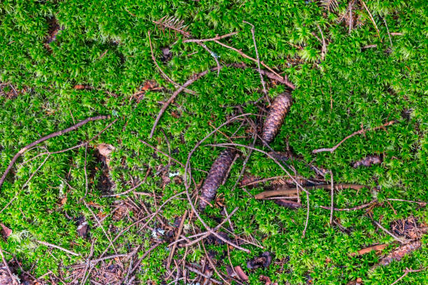 istock Green moss background with fir apples and twigs. 983597928