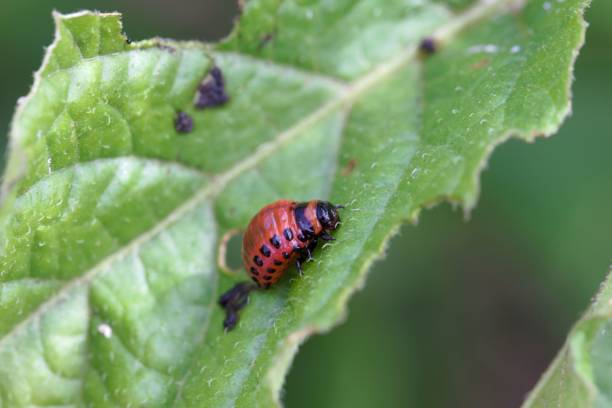 istock Larva of a Colorado potato beetle (Leptinotarsa decemlineata) 983601090
