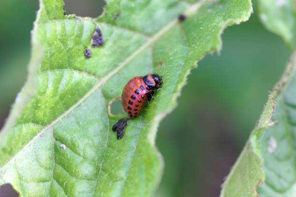 istock Larva of a Colorado potato beetle (Leptinotarsa decemlineata) 983601184