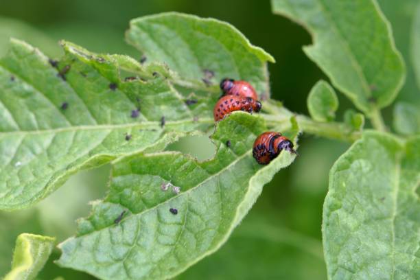 istock Larva of a Colorado potato beetle (Leptinotarsa decemlineata) 983601222