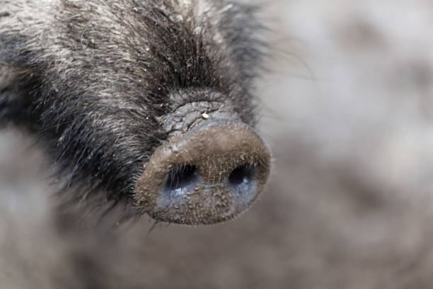 Nose Of A Wild Boar Stock Photo - Download Image Now - Animal