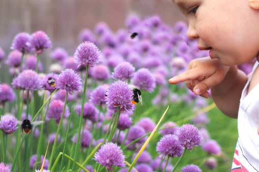 Little child points a finger at a bumblebee on a flower. Baby discovering nature.