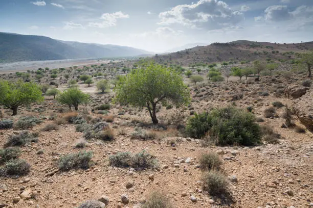 Photo of Pistachio tree, Iran