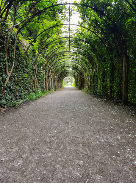 istock Walkway Covered by Green Leaves 983613728