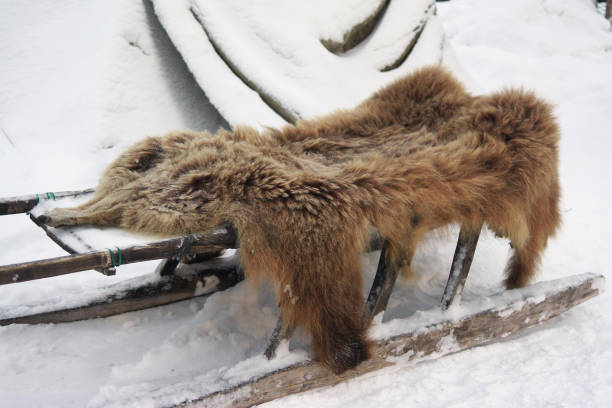 istock Bear's hide lies on a sleigh near the Sami yurt 983624728