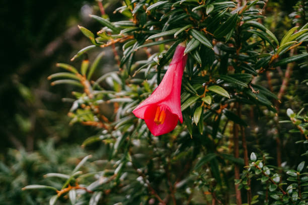 copihue, flor nacional de chile - copihue fotografías e imágenes de stock