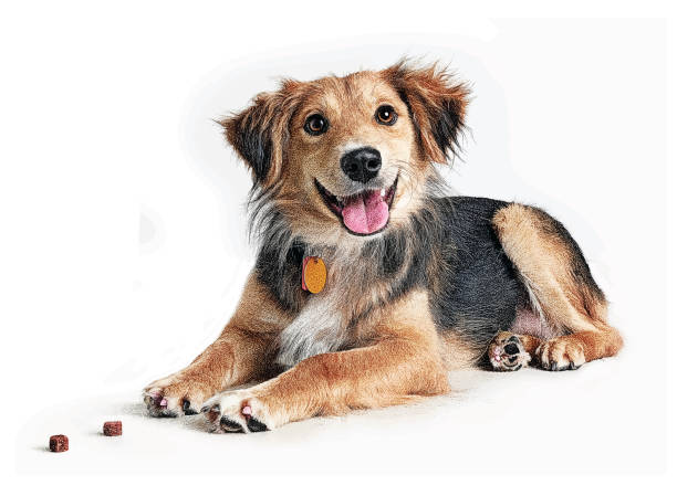 golden retriever, gemischt collie rasse hund angenommen werden in der hoffnung - mixed breed dog illustrations stock-grafiken, -clipart, -cartoons und -symbole
